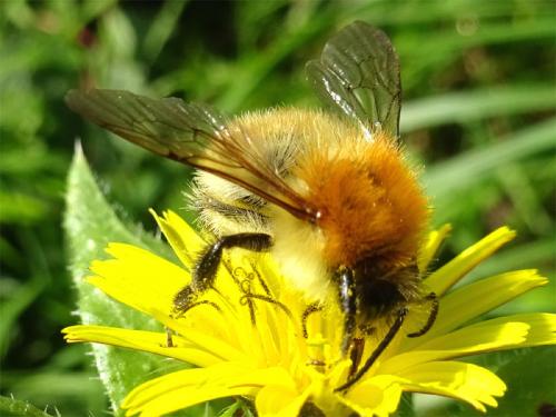 Réf. 193 532 : Bombus pascuorum